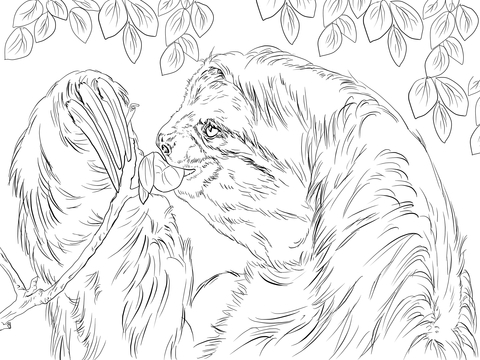 Three Toed Sloth Eating Leaves Coloring Page